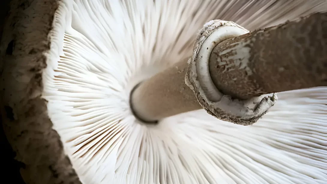parasol mushroom underneath