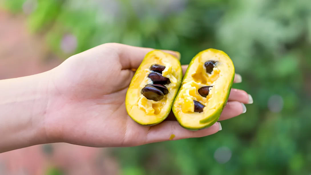 pawpaw fruit with seeds in garden