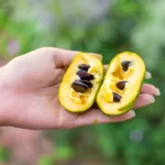 pawpaw fruit with seeds in garden