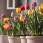 potted tulips