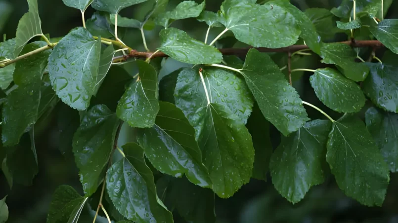 raindrops on green mulberry leaves