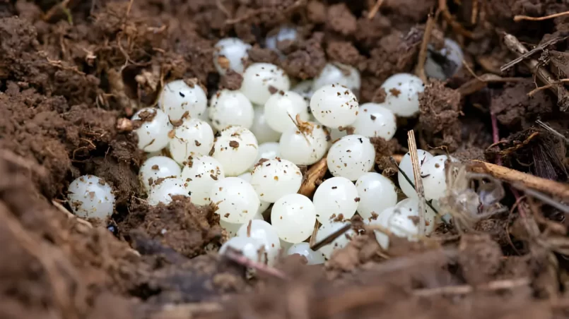 slug eggs