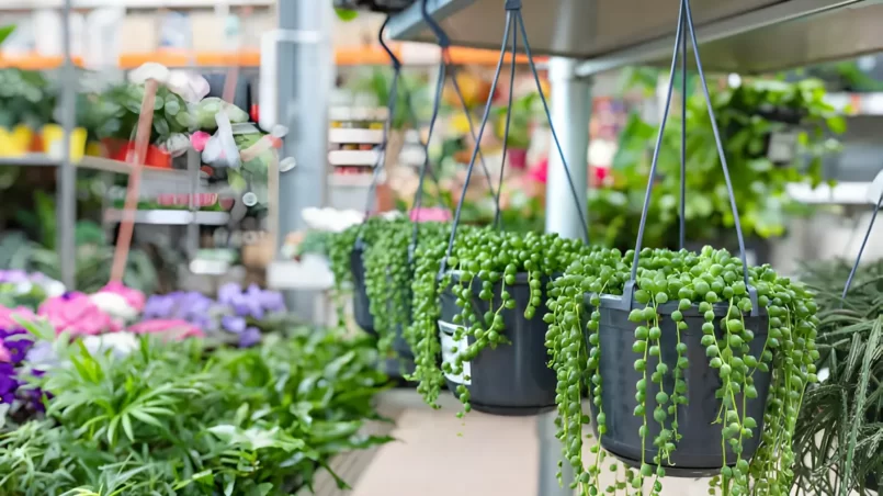 string of pearls hanging in a pot