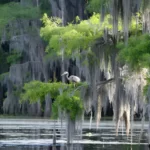 trees with the draping spanish moss