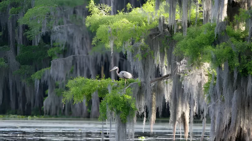 trees with the draping spanish moss