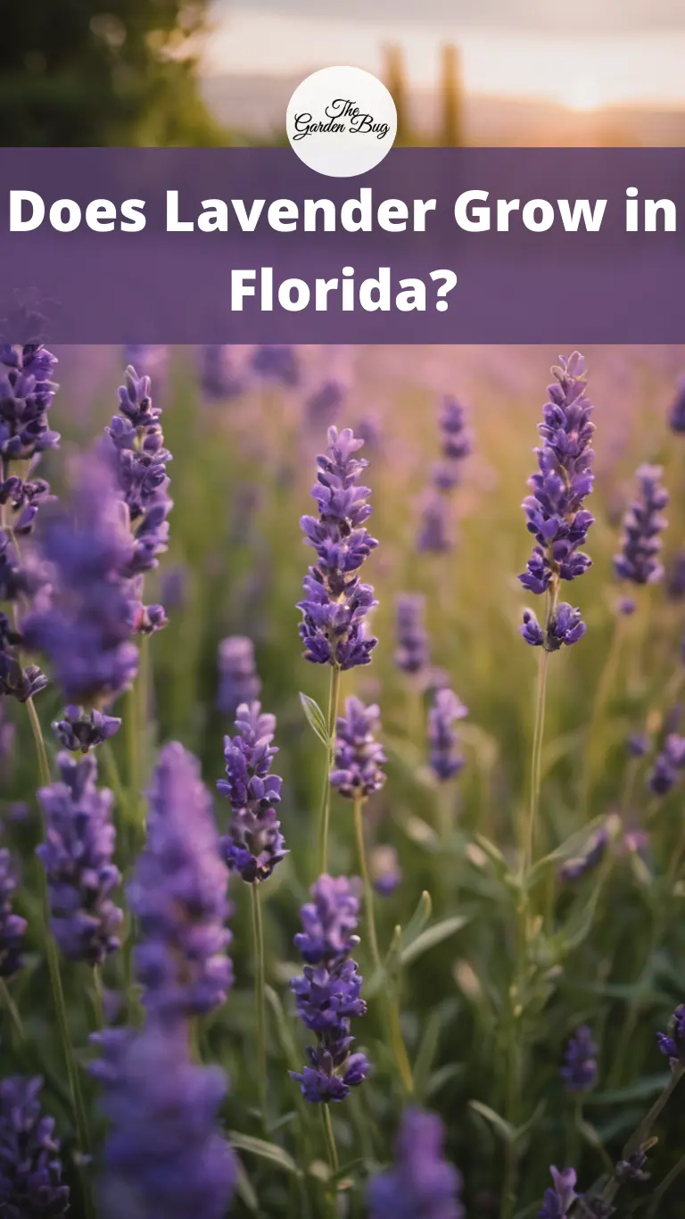Does Lavender Grow in Florida?