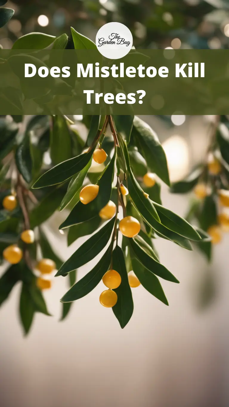 Does Mistletoe Kill Trees?
