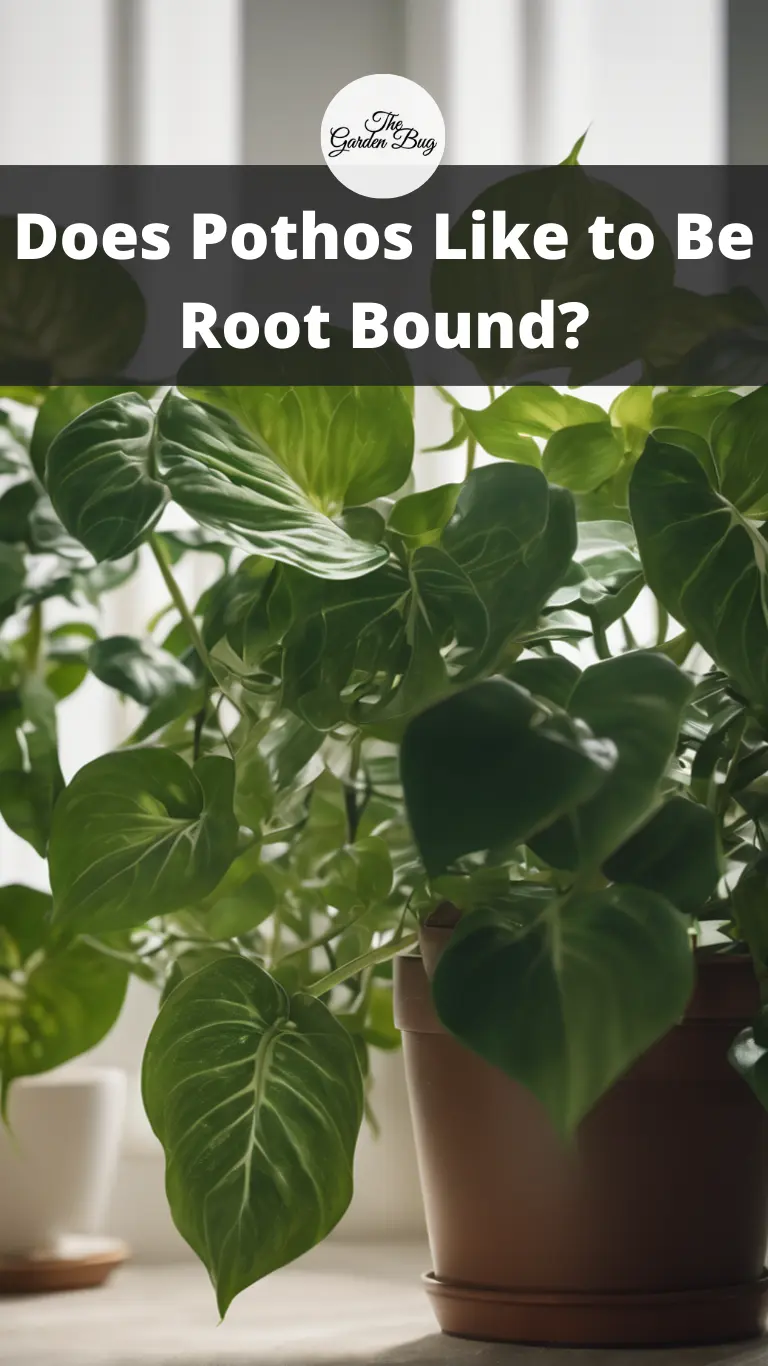 Does Pothos Like to Be Root Bound?