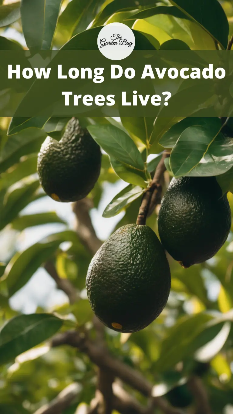 How Long Do Avocado Trees Live?