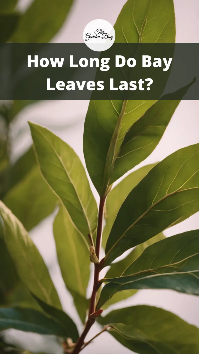 How Long Do Bay Leaves Last?