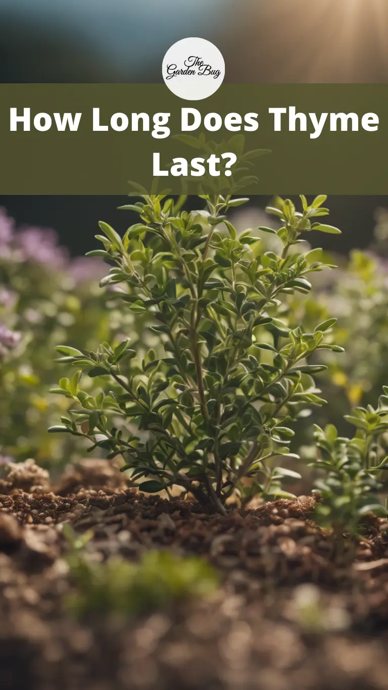 How Long Does Thyme Last?