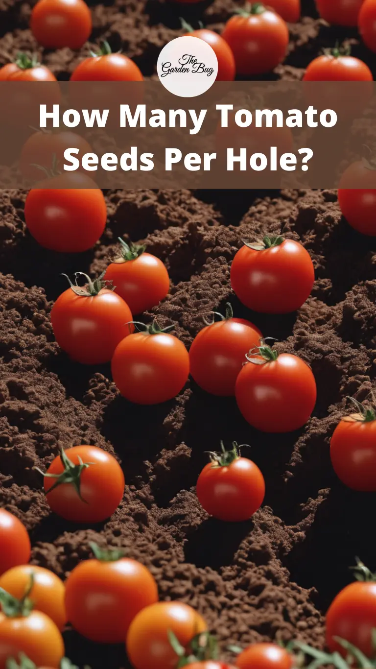 How Many Tomato Seeds Per Hole?
