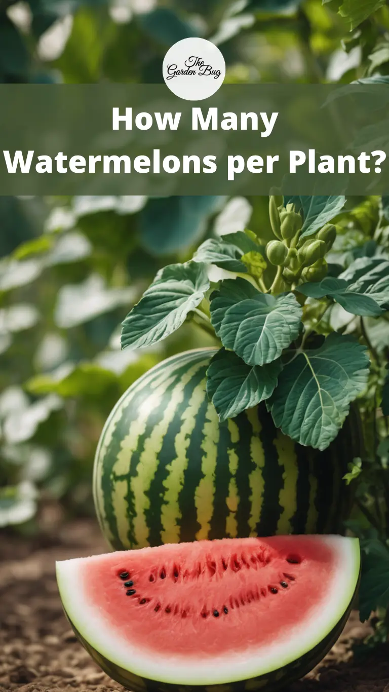 How Many Watermelons per Plant?