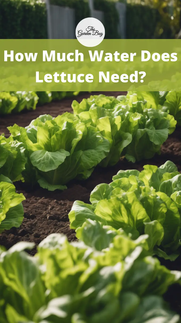 How Much Water Does Lettuce Need?