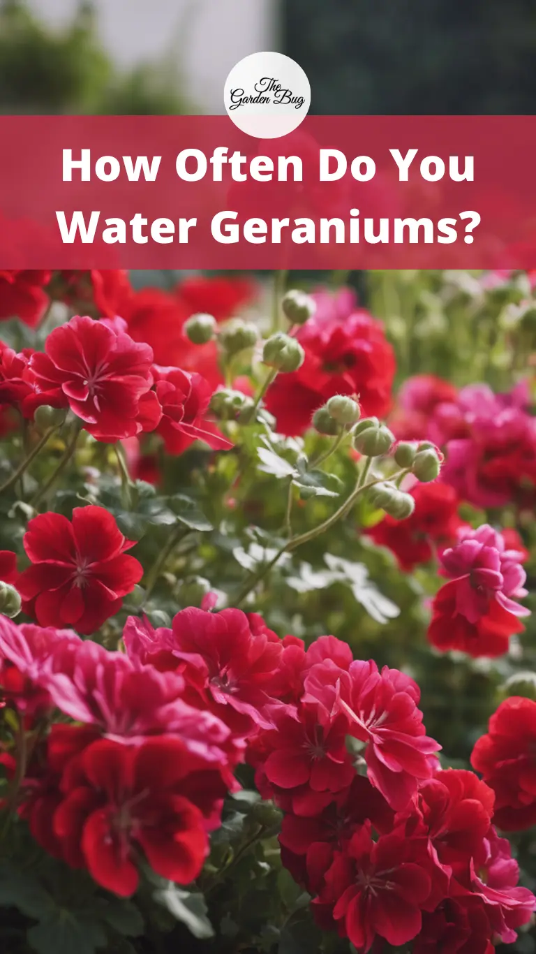 How Often Do You Water Geraniums?