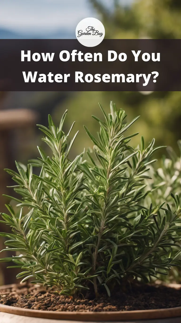 How Often Do You Water Rosemary?