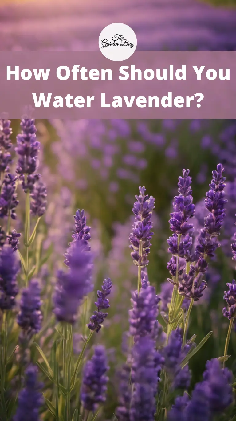 How Often Should You Water Lavender?
