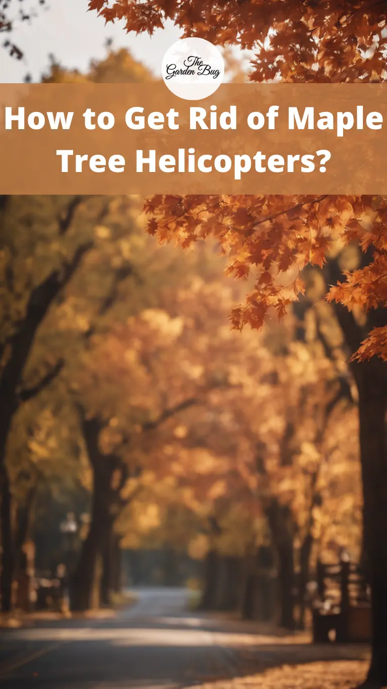 How to Get Rid of Maple Tree Helicopters?