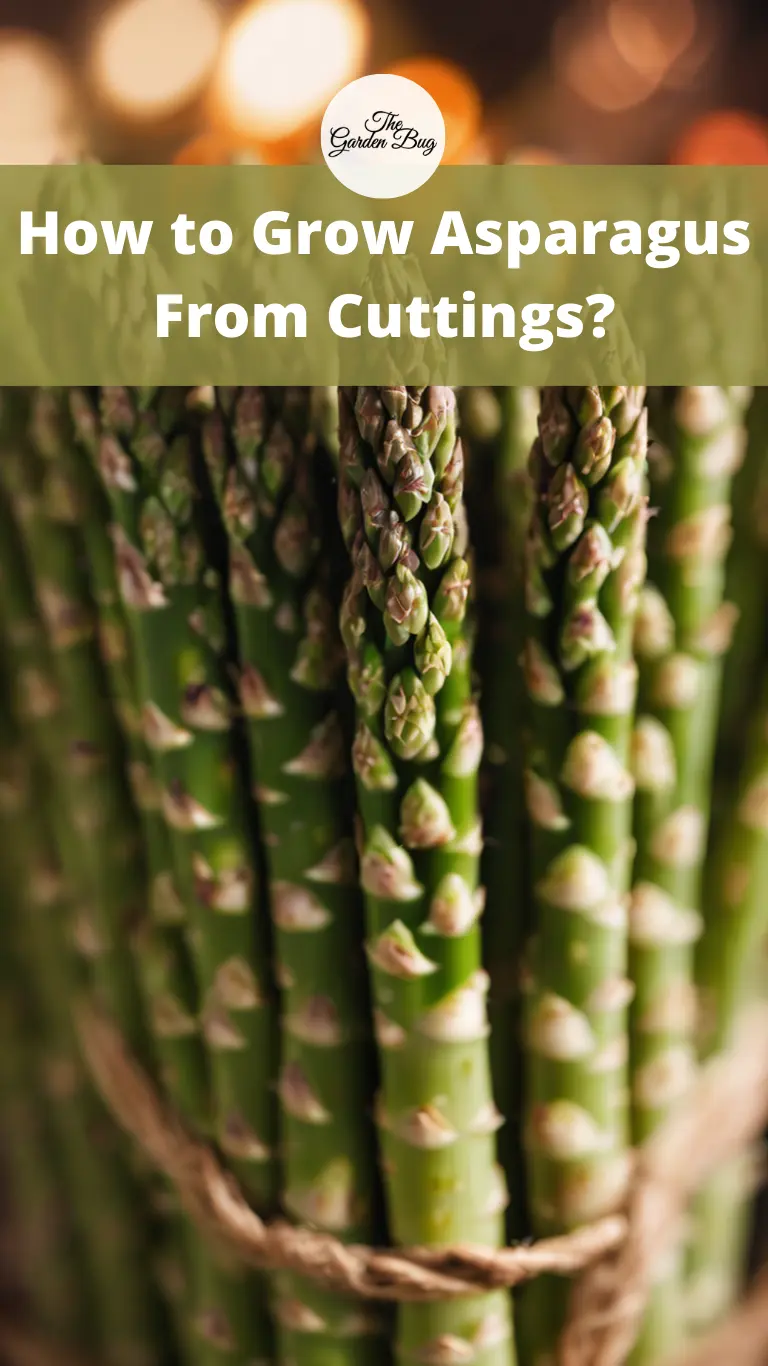 How to Grow Asparagus From Cuttings?