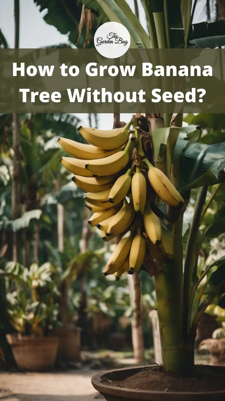 How to Grow Banana Tree Without Seed?