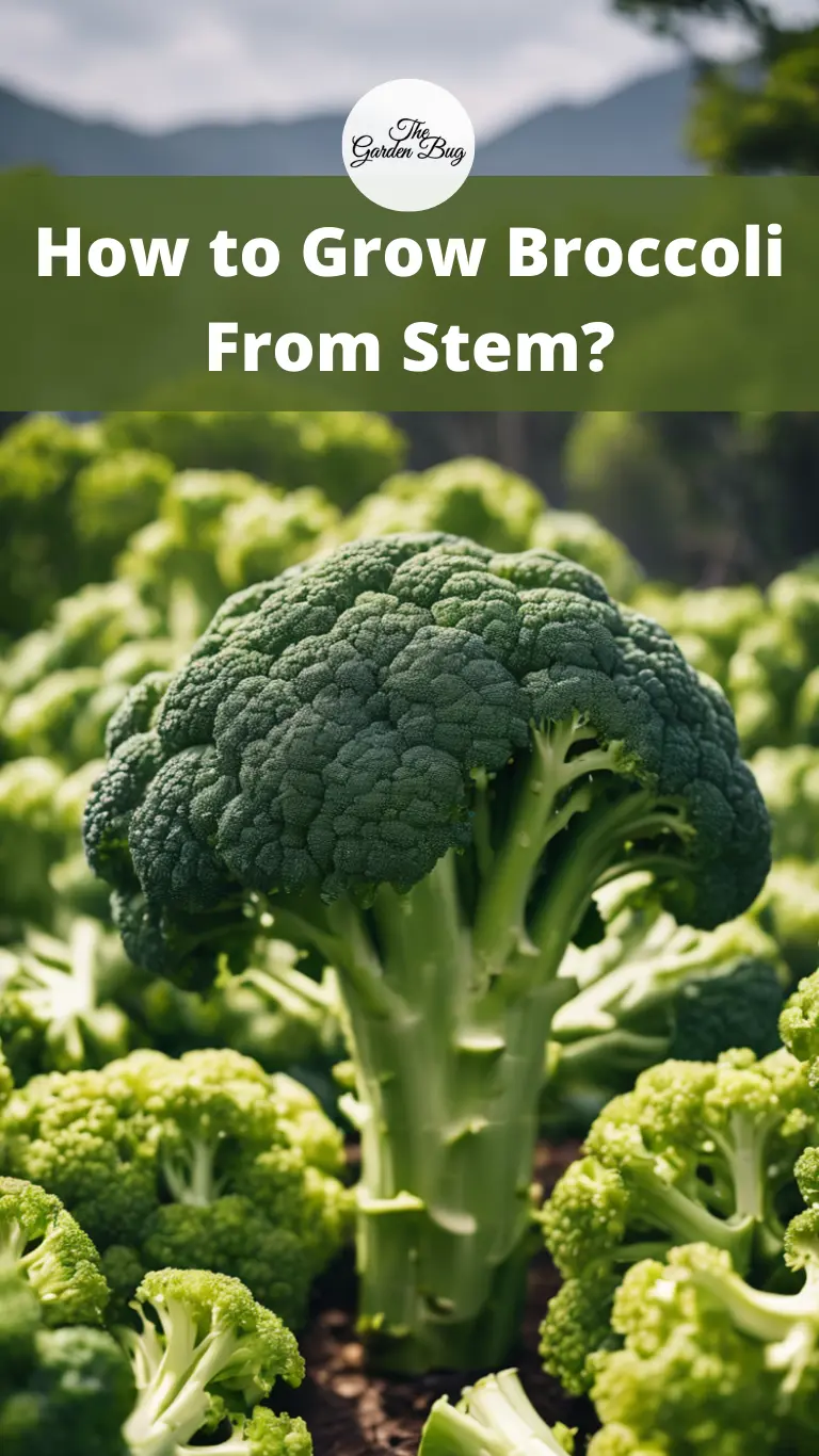 How to Grow Broccoli From Stem?