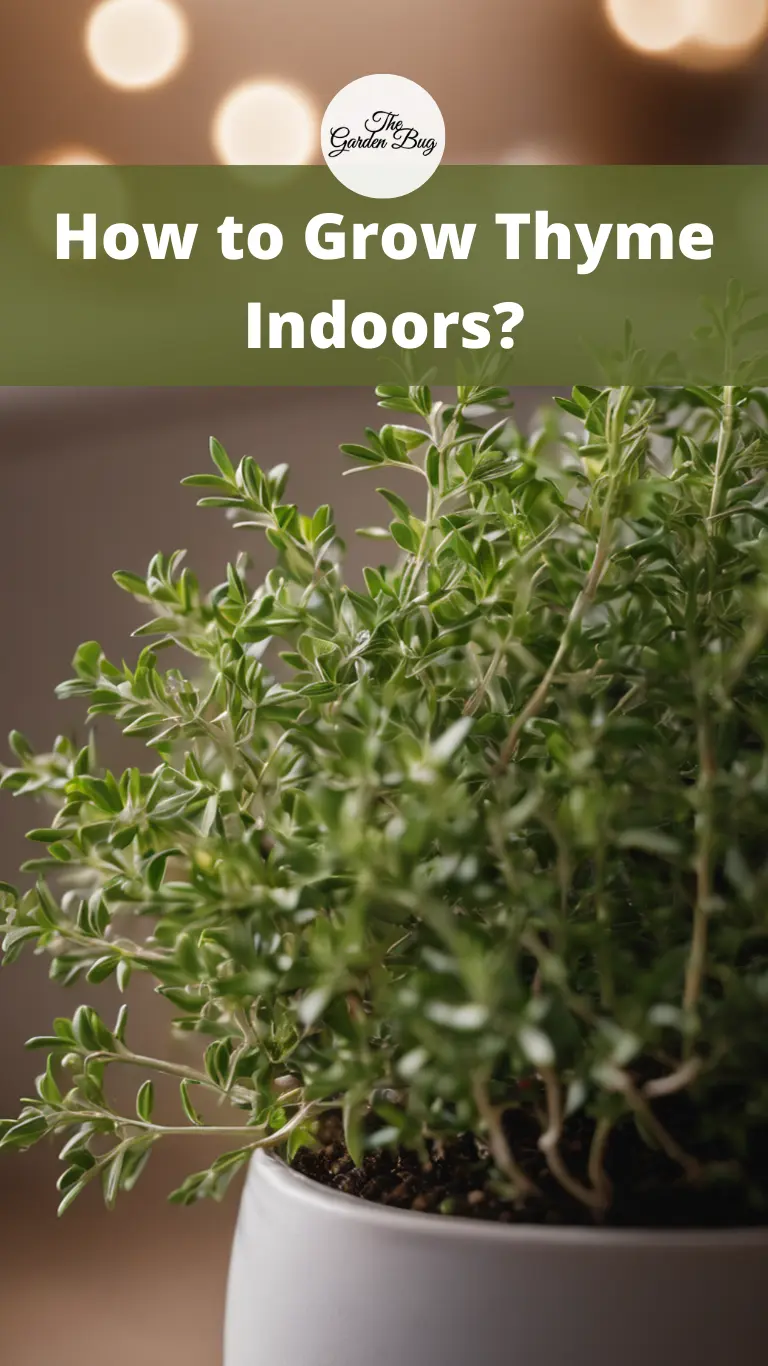 How to Grow Thyme Indoors?