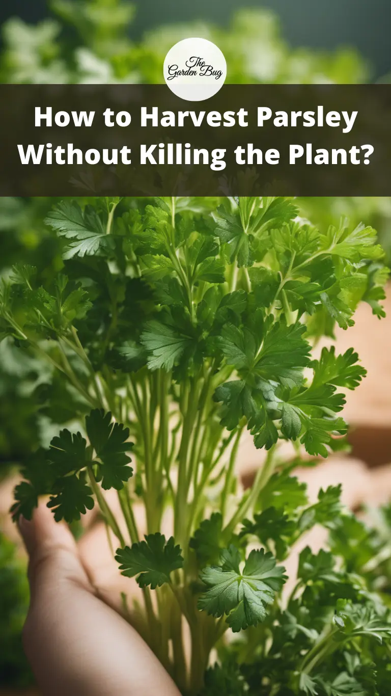 How to Harvest Parsley Without Killing the Plant?