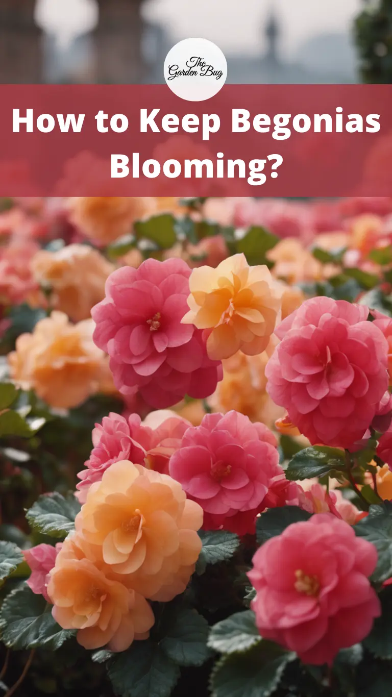 How to Keep Begonias Blooming?