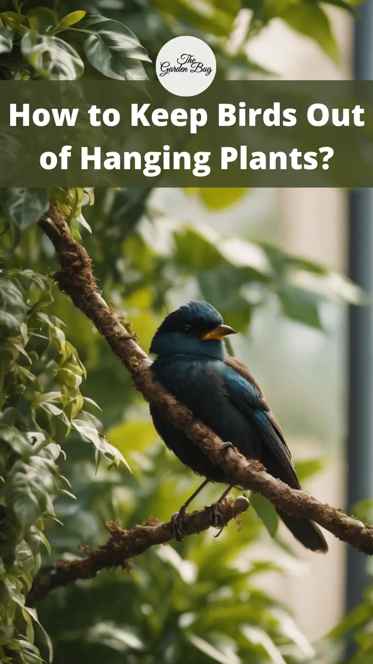 How to Keep Birds Out of Hanging Plants?