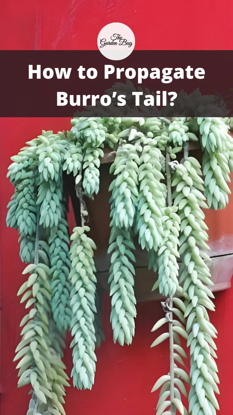 How to Propagate Burro’s Tail?