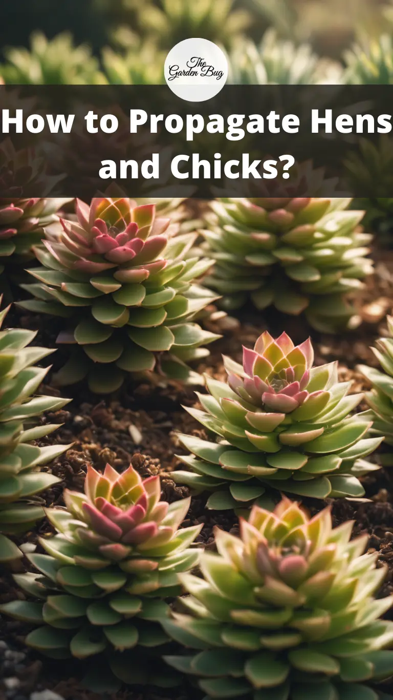 How to Propagate Hens and Chicks?