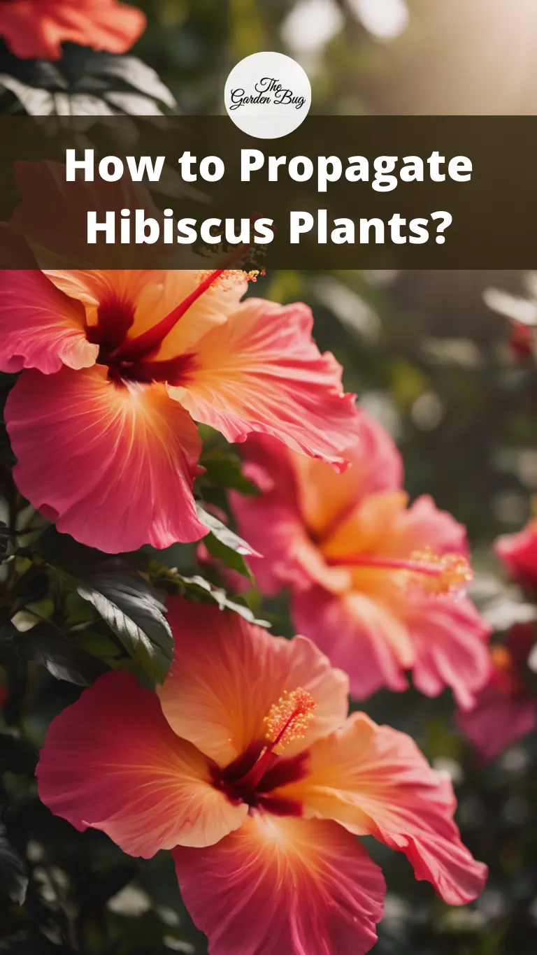 How to Propagate Hibiscus Plants?