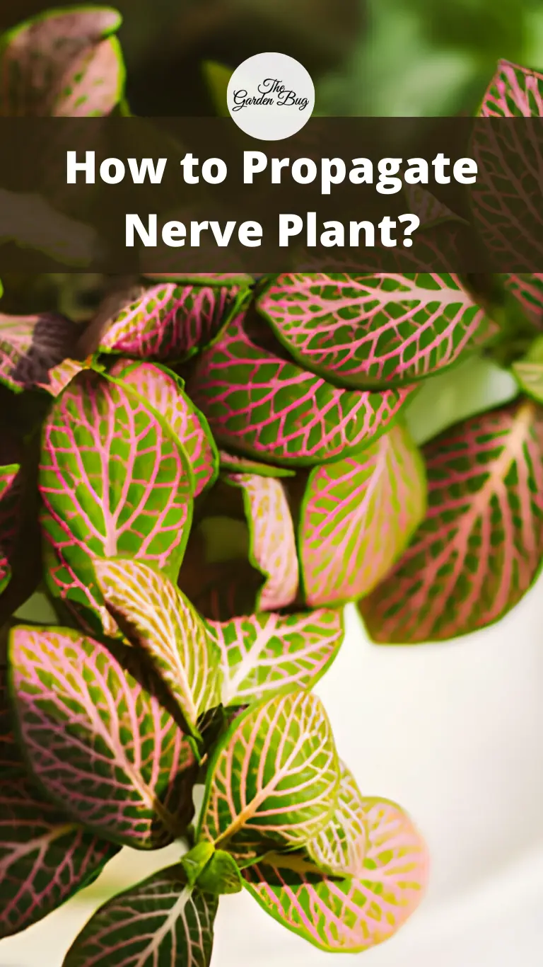 How to Propagate Nerve Plant?