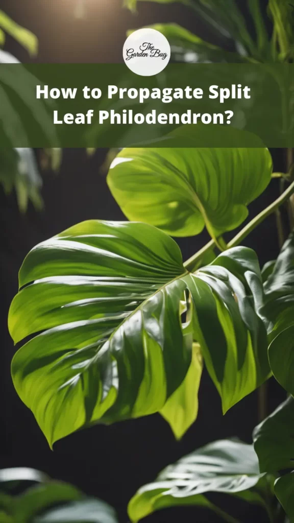 How To Propagate Split Leaf Philodendron The Garden Bug Detroit