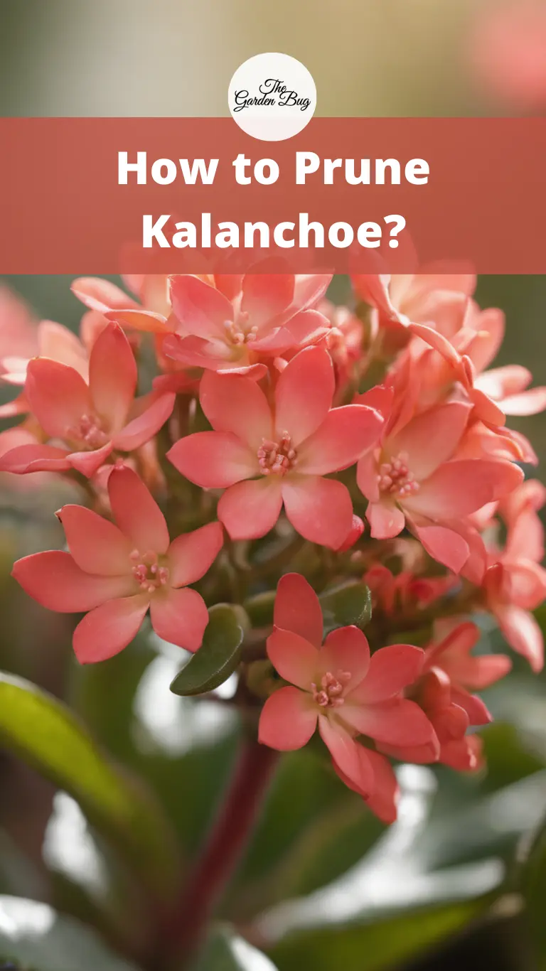 How to Prune Kalanchoe?