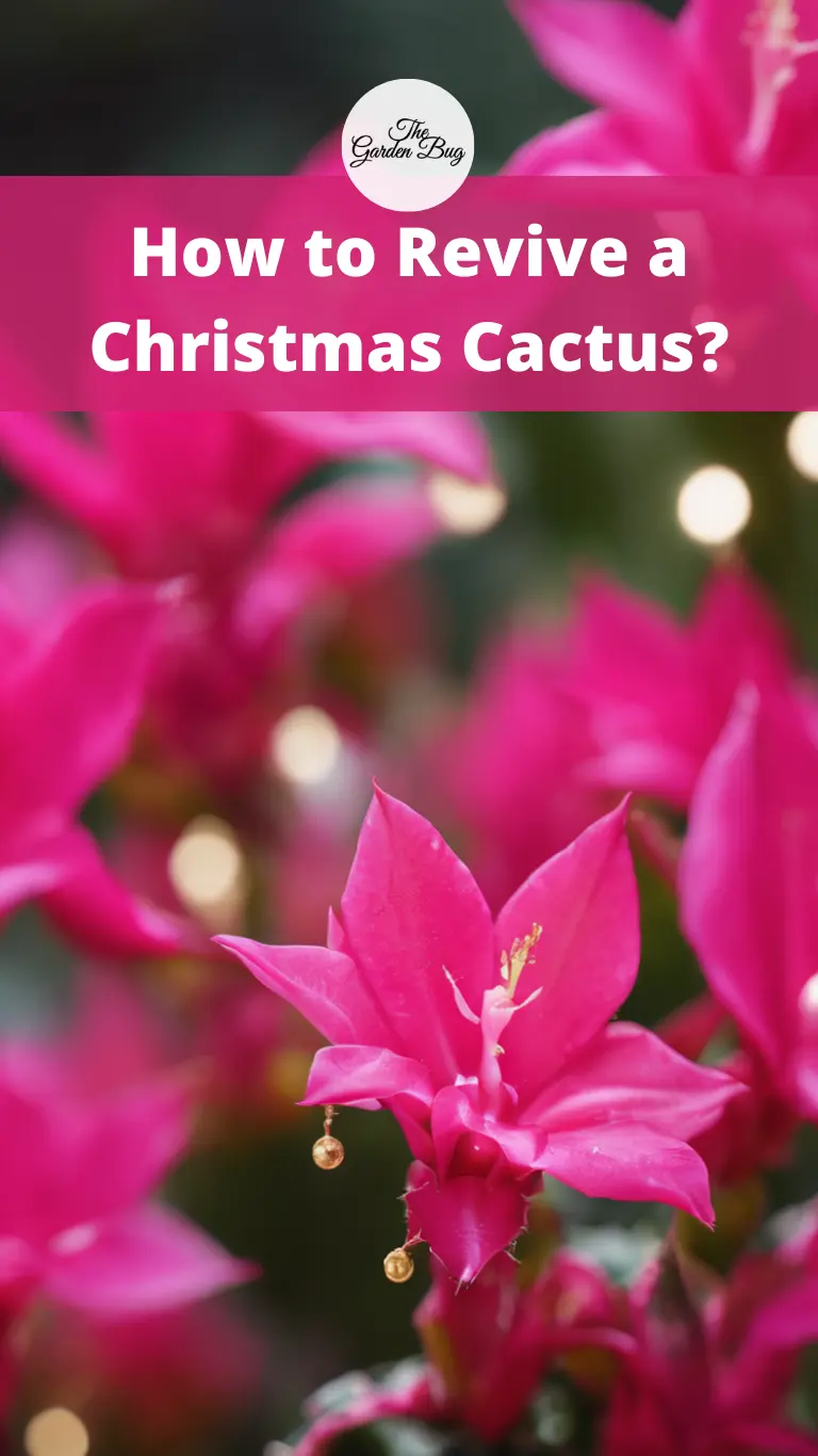 How to Revive a Christmas Cactus?