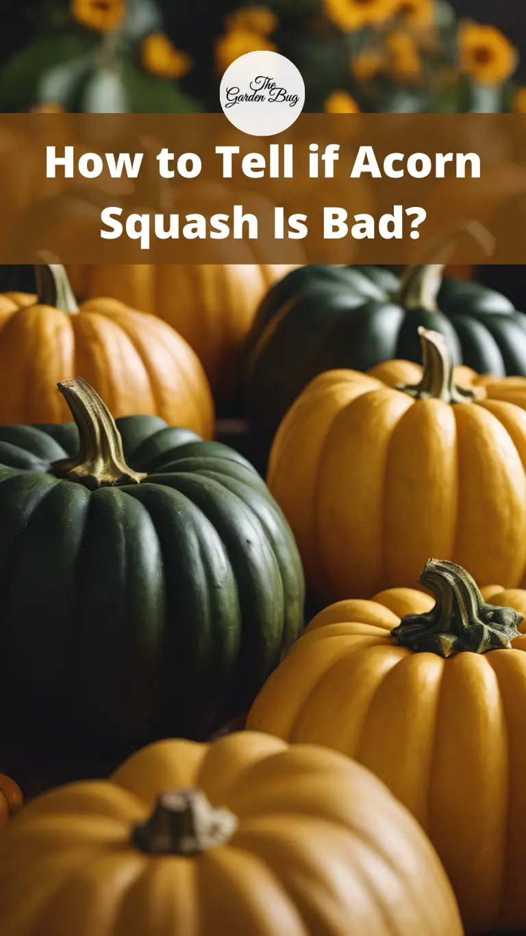 How to Tell if Acorn Squash Is Bad?