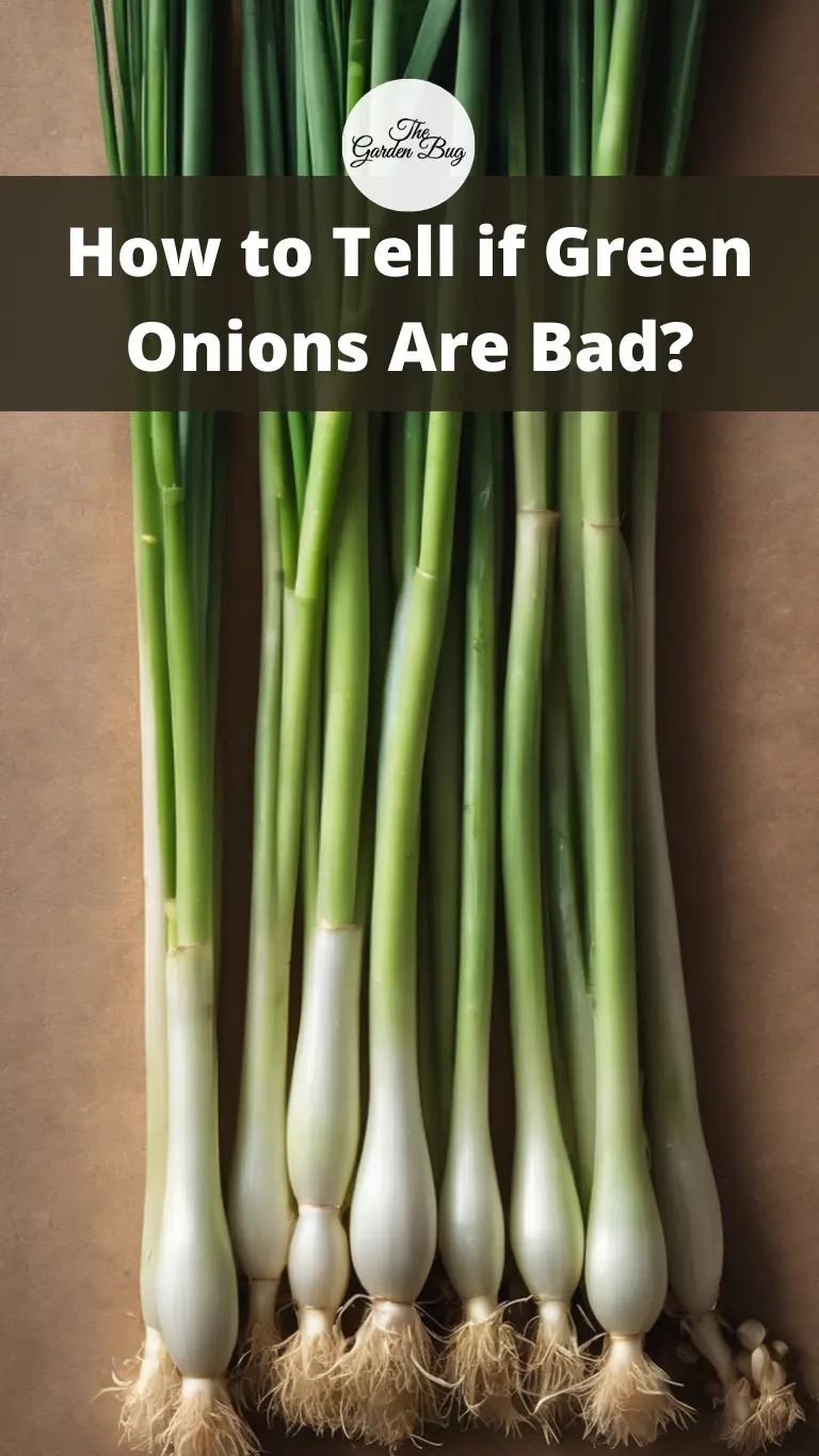 How to Tell if Green Onions Are Bad?