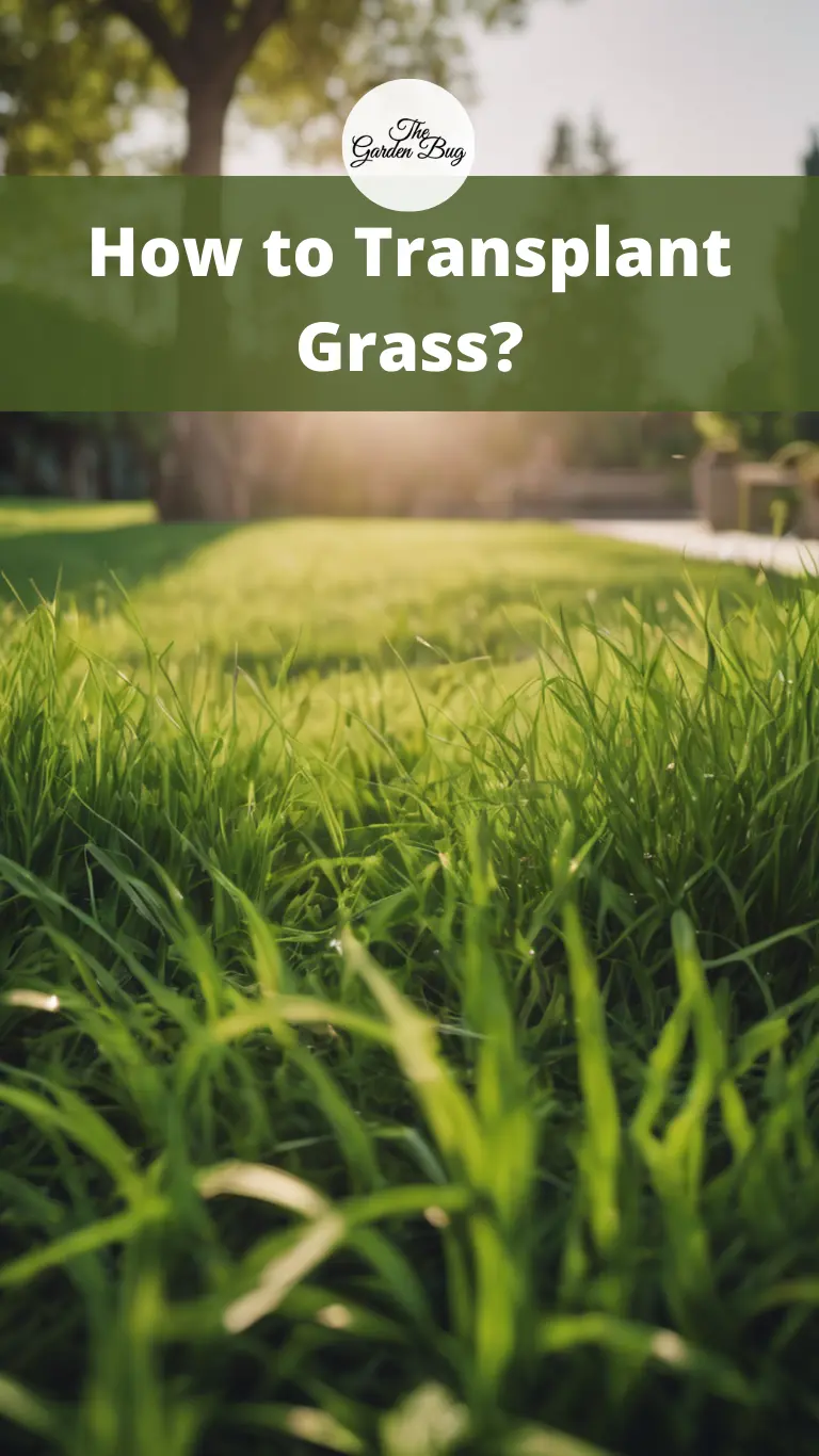 How to Transplant Grass?