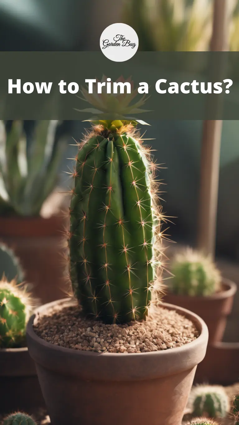 How to Trim a Cactus?