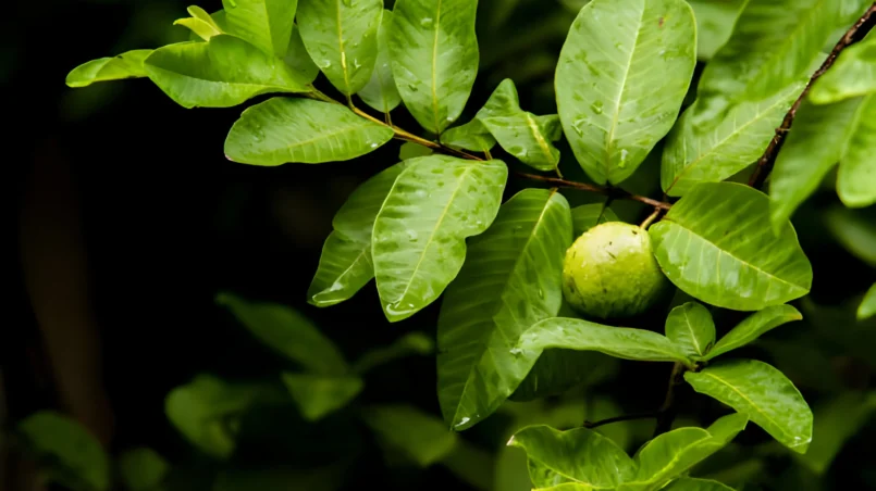 Rain soaked ripe guava