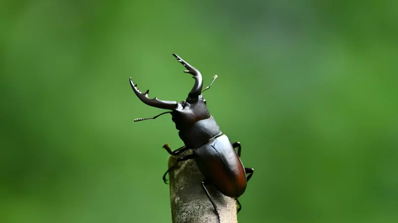 Stag beetle