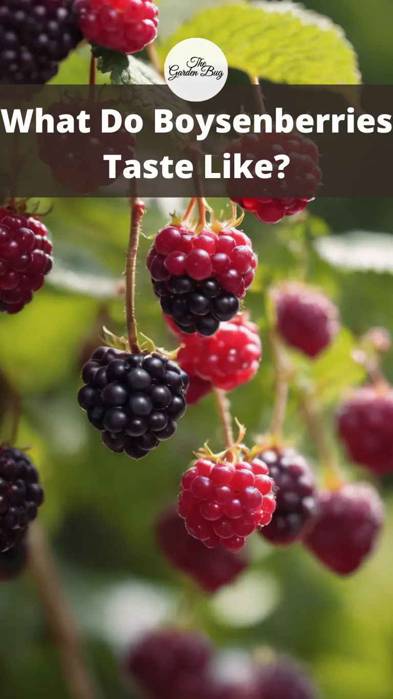 What Do Boysenberries Taste Like?