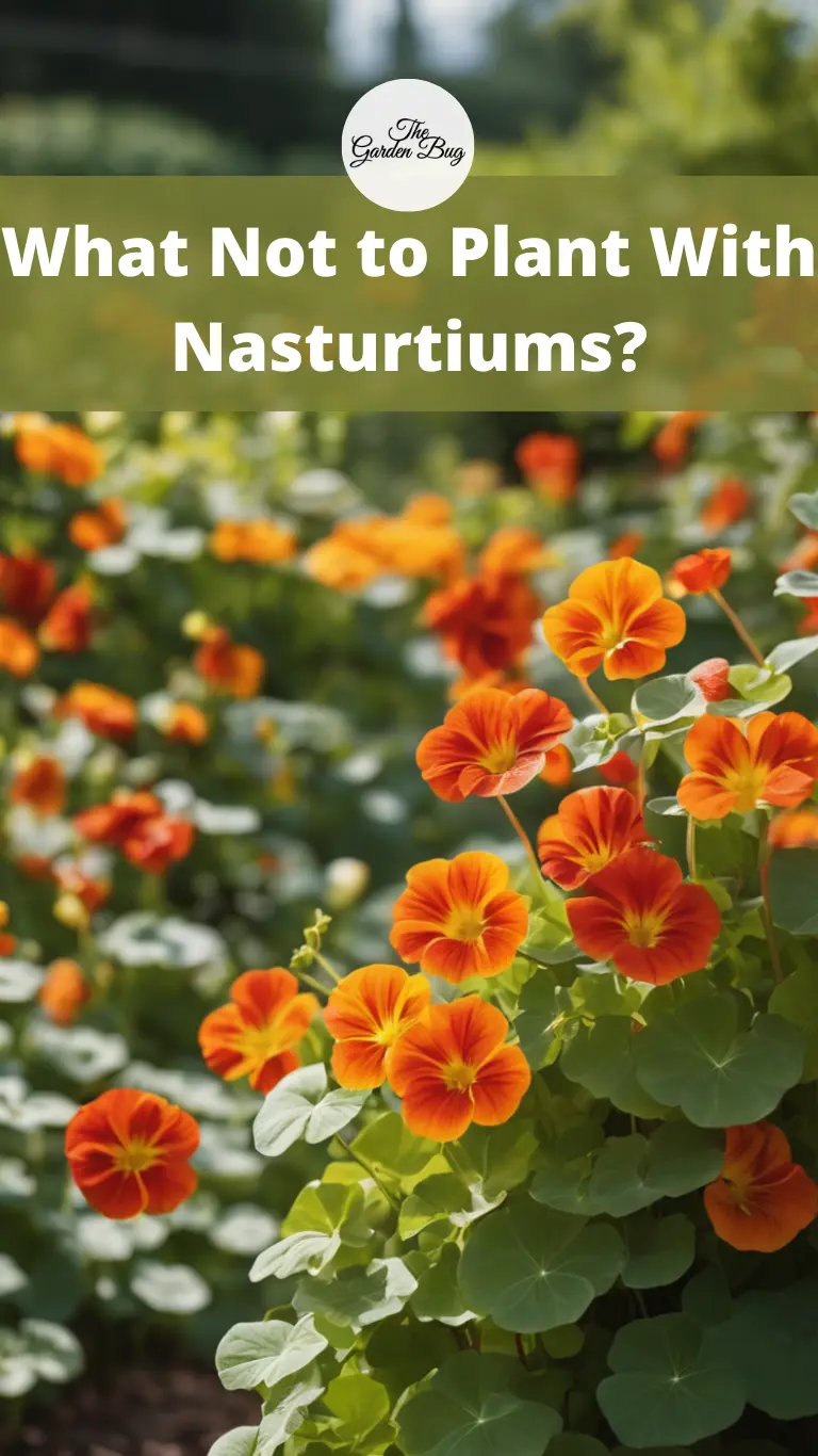 What Not to Plant With Nasturtiums?