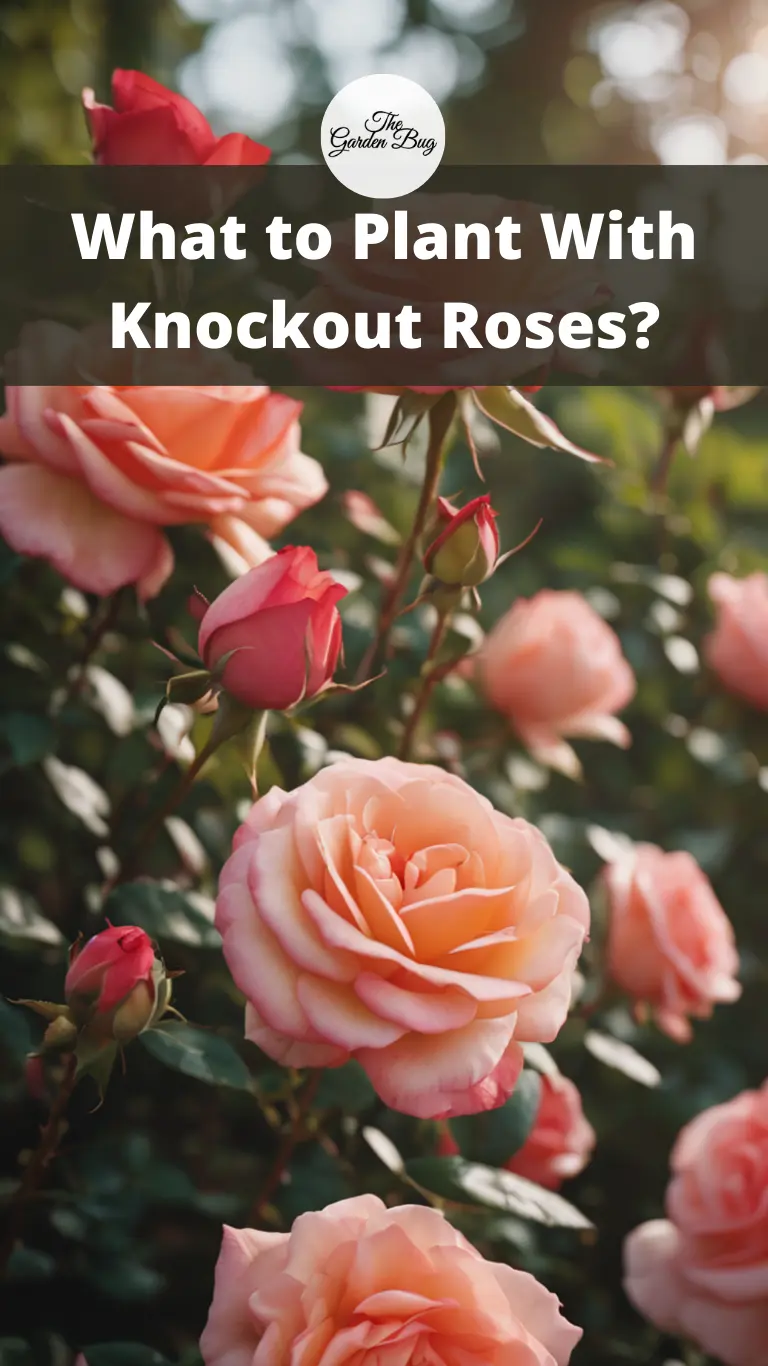 What to Plant With Knockout Roses?