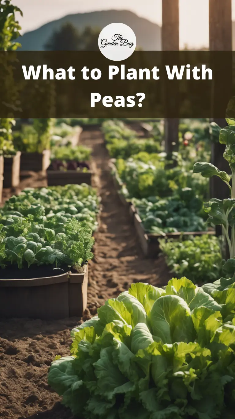 What to Plant With Peas?