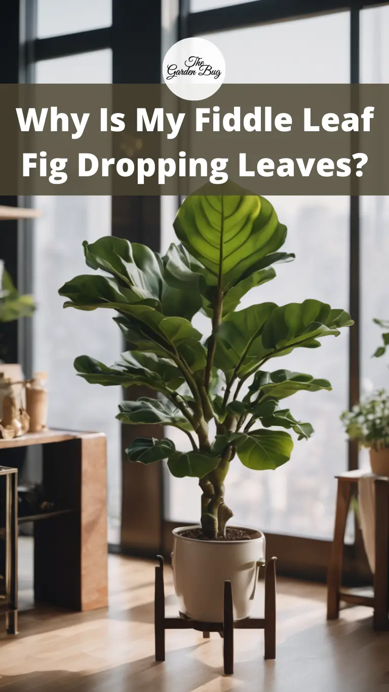 Why Is My Fiddle Leaf Fig Dropping Leaves?