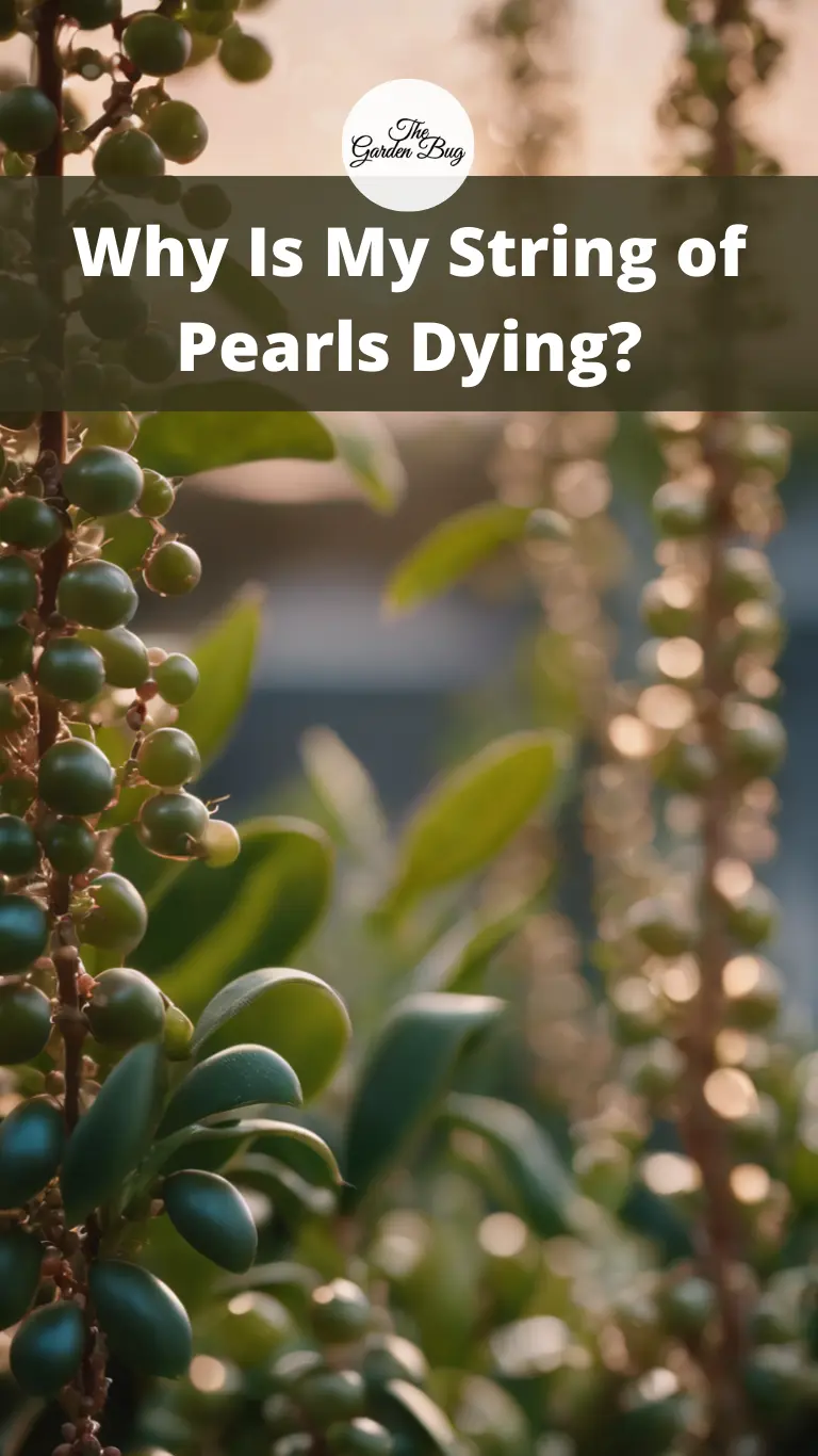 Why Is My String of Pearls Dying?