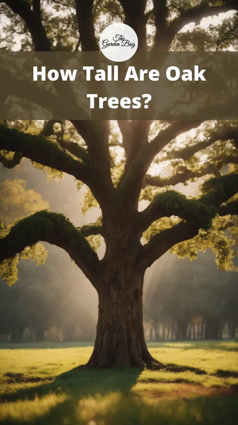 How Tall Are Oak Trees?