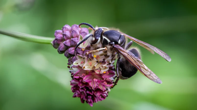 Bald-faced hornet on Narrow-leaf burnet